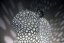 Voronoi Veverka – LED lampa - Bílá, 25cm